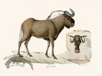 Cuvier 061 Female Wildebeest